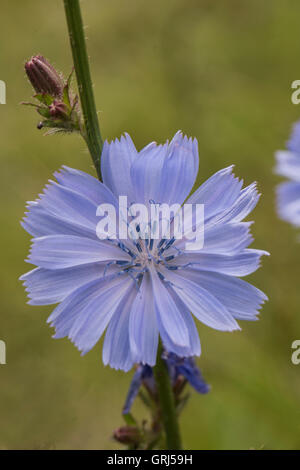 Cichorium intybus, la chicorée commune, grandissant dans le meadowlands, Surrey, UK. De juin. Banque D'Images