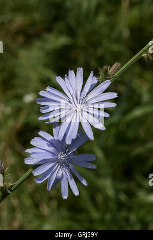 Cichorium intybus, la chicorée commune, grandissant dans le meadowlands, Surrey, UK. De juin. Banque D'Images