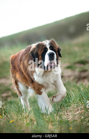 Saint Bernard chien qui court Banque D'Images