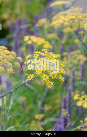 Foeniculum vulgare purpureum. Fenouil Bronze en fleur Banque D'Images