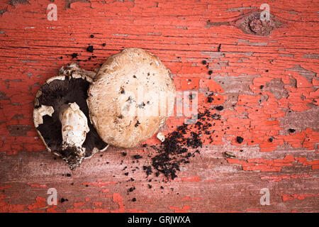 Biologiques fraîchement cueillies de champignons portobello, une montrant les branchies et l'un de la PAC, avec un sol meuble posé sur une painte rouge grunge Banque D'Images