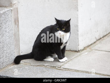 Palmerston, le chef résident de l'Mouser Foreign & Commonwealth Office (FCO) à Whitehall, Londres,assis dans Downing St Banque D'Images