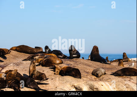 Duiker Island est une île au large de Hout Bay, Cape Town, Afrique du Sud. Plus connu pour sa grande colonie de phoques à fourrure, connu sous le nom de Cape fur seal. Banque D'Images