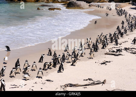 La plage de Boulders, près de Cape Town en Afrique du Sud a une colonie de pingouins africains qui s'y installèrent en 1982. Banque D'Images