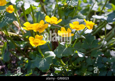Sumpf-Dotterblume, Sumpfdotterblume, Caltha palustris Populage des marais, Kingcup Banque D'Images