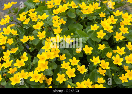 Sumpf-Dotterblume Sumpfdotterblume Dotterblume,,, Caltha palustris, Kingcup Kingscup, Populage des marais, Populage des marais, Banque D'Images