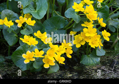 Sumpf-Dotterblume Sumpfdotterblume Dotterblume,,, Caltha palustris, Kingcup Kingscup, Populage des marais, Populage des marais, Banque D'Images