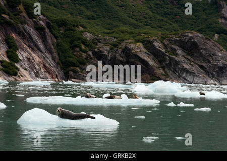 Le phoque commun (Phoca vitulina) sur le glacier iceberg près de Dawes, Endicott Arm, la Forêt Nationale Tongass, Alaska, USA. Cliff-walle Banque D'Images