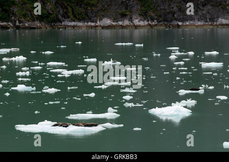 Phoque commun (Phoca vitulina), au sud du glacier Sawyer, Tracy Arm-Ford la terreur de l'espace sauvage, le sud-est de l'Alaska, USA. Cliff-walle Banque D'Images