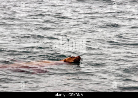 Phoque commun (Phoca vitulina) de décor Cove dans la région de la baie de Thomas le sud-est de l'Alaska, l'Alaska, États-Unis d'Amérique. Sa Banque D'Images