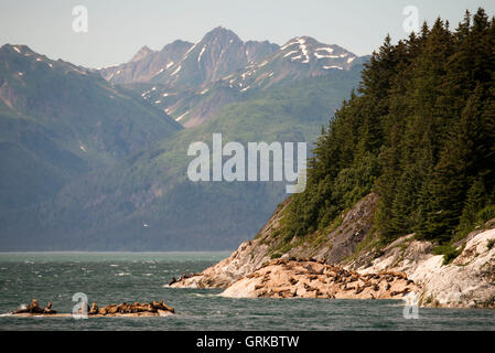 Une colonie de lions de mer de Steller (Eumetopias jubatus) sur l'île de marbre du Sud à Glacier Bay National Park, Alaska. USA. Le Nord (S Banque D'Images