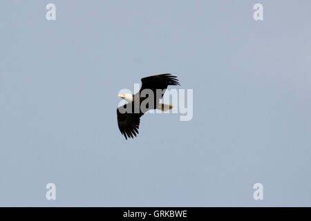 Pygargue à tête blanche Haliaeetus leucocephalus, libre. L'île de marbre à Glacier Bay National Park, Alaska. USA. Aussi connu en tant qu'Américain Banque D'Images