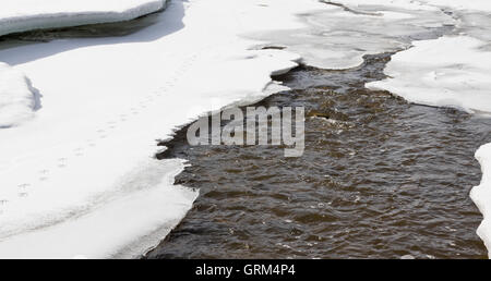 Pistes de canard sur une fine couche de glace et de neige le long de l'eau de ruissellement du printemps a soulevé. Banque D'Images