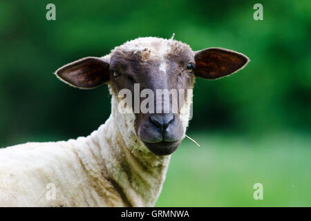 Mouton européen, campagne, Slovaquie Banque D'Images