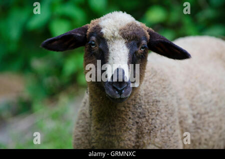 Mouton européen, campagne, Slovaquie Banque D'Images