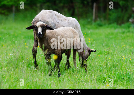 Mouton européen, campagne, Slovaquie Banque D'Images