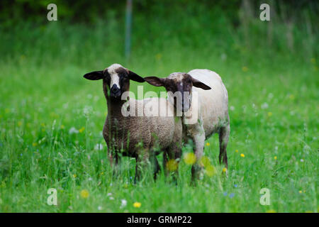 Mouton européen, campagne, Slovaquie Banque D'Images