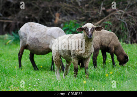 Mouton européen, campagne, Slovaquie Banque D'Images