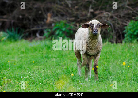 Mouton européen, campagne, Slovaquie Banque D'Images