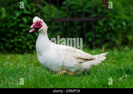 Canard blanc en campagne, Europe Banque D'Images