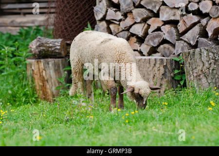 Mouton européen, campagne, Slovaquie Banque D'Images