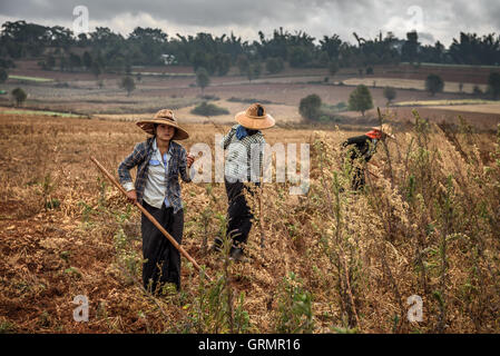 Les jeunes agricultrices travaillant dans un champ Banque D'Images