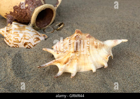 Les coquillages et amphores à anneaux d'or dans le sable sur la plage. Focus sélectif. Banque D'Images