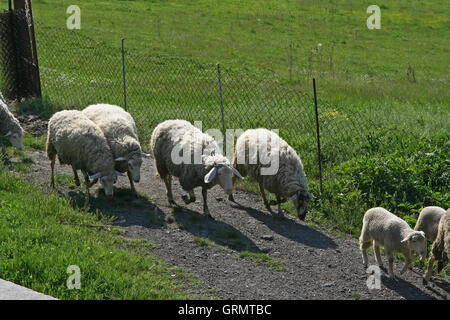 Troupeau de moutons en marche. Les moutons s'exécutant sur le pré. Banque D'Images