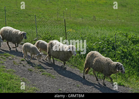 Troupeau de moutons en marche. Les moutons s'exécutant sur le pré. Banque D'Images