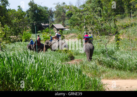 Elephant trekking, Na Mueang, Ko Samui, Surat Thani, Thaïlande Banque D'Images
