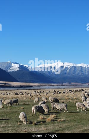 Ci-dessous des moutons des montagnes enneigées des Alpes du Sud, l'île du Sud en Nouvelle-Zélande. Banque D'Images