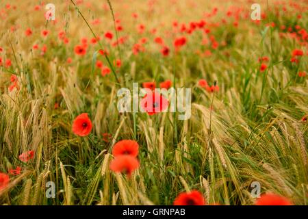 Coquelicots dans le vent dans un champ de blé. Banque D'Images