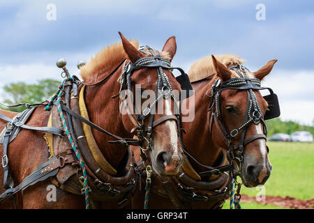 Une paire de chevaux de trait dans le faisceau complet Banque D'Images