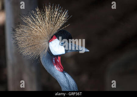 Portrait de profil d'une grue couronnée grise [Balearica regulorum]. Banque D'Images