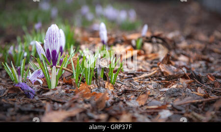 Blooming Crocus Banque D'Images