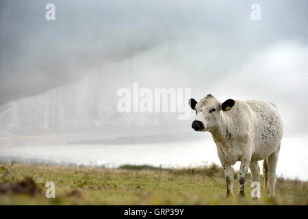 Sur la côte de vache South Downs avec sept soeurs misty falaises de craie dans l'arrière-plan Banque D'Images