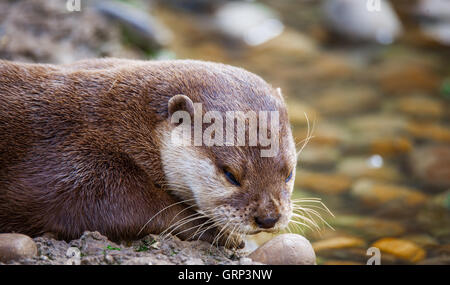 Otter jouant dans l'eau Banque D'Images