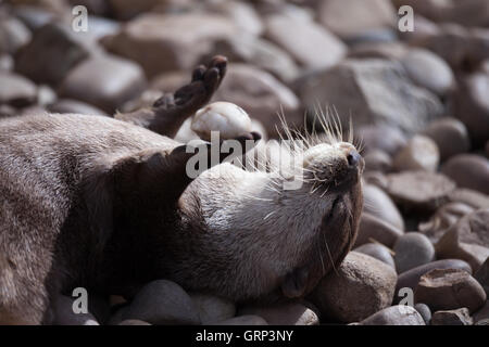 Otter jouant dans l'eau Banque D'Images