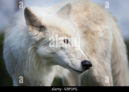 White wolf Hudson Bay close up head shot Banque D'Images