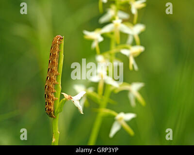 De grandes ailes jaune caterpillar 'papillon' vers-gris (Noctua pronuba) se nourrissant d'flowerspike de moindre Butterfly (Platanthera bifolia) Banque D'Images