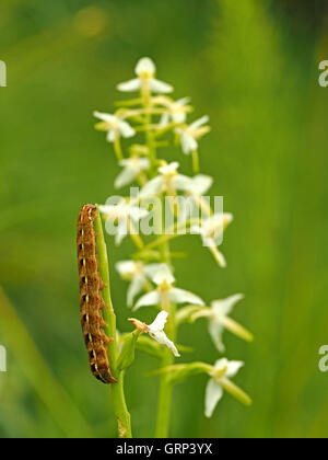 De grandes ailes jaune caterpillar 'papillon' vers-gris (Noctua pronuba) se nourrissant d'flowerspike de moindre Butterfly (Platanthera bifolia) Banque D'Images