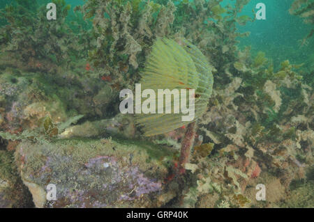 Sabella spallanzanii fanworm méditerranéen entre l'algue brune dans l'eau trouble Banque D'Images