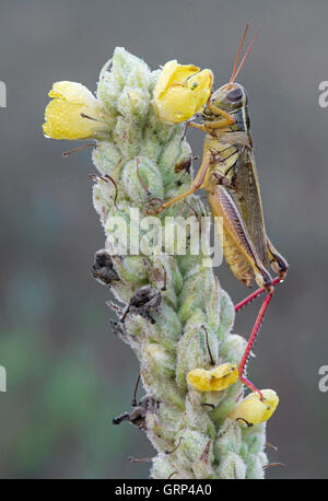 Grasshopper à deux rayures (Melanoplus bivittatus) reposant sur l'usine de Mullein commune (Verbascum thapsus), E USA, par Skip Moody/Dembinsky photo Assoc Banque D'Images