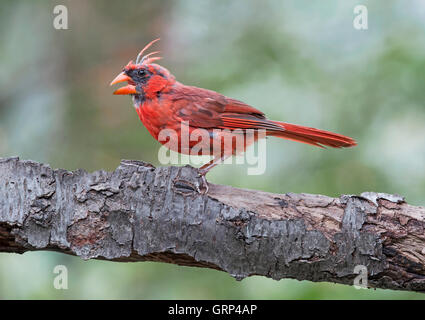 Cardinal rouge Cardinalis cardinalis mue mâle, est de l'Amérique du Nord Banque D'Images