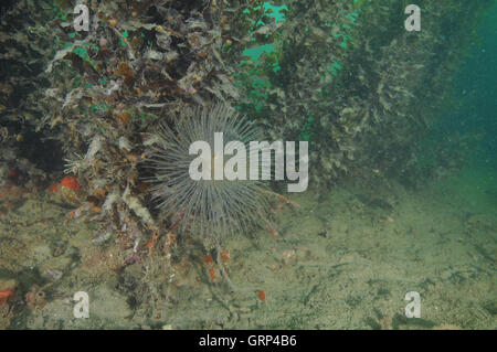 Sabella spallanzanii fanworm méditerranéen entre l'algue brune dans l'eau trouble Banque D'Images