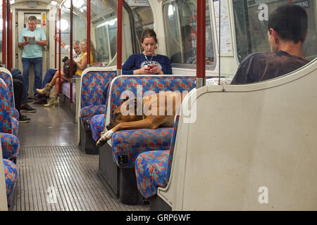 Passagers à l'intérieur de la ligne Bakerloo transport souterrain, Londres Angleterre Royaume-Uni UK Banque D'Images