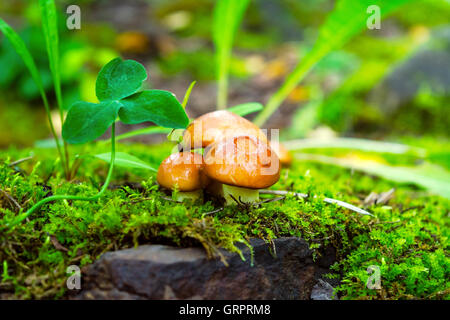 Forêt de champignons dans l'herbe verte. Cueillette de champignons comestibles. Le Leccinum scabrum. Banque D'Images