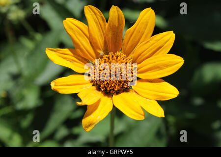 Une seule fleur jaune dans une prairie preserve à Chicago, IL Banque D'Images