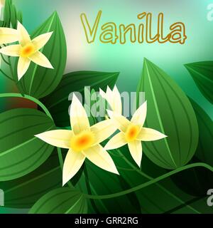 Orchidée vanille, Vanille planifolia, avec des feuilles vertes et des racines aériennes. Vector Illustration de Vecteur