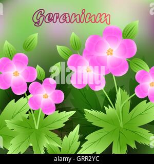 De belles fleurs de printemps géranium. cartes de visite ou votre conception de l'espace pour le texte. Vector Illustration de Vecteur